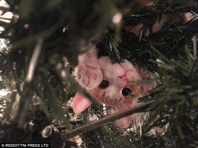 Новогодние котейки