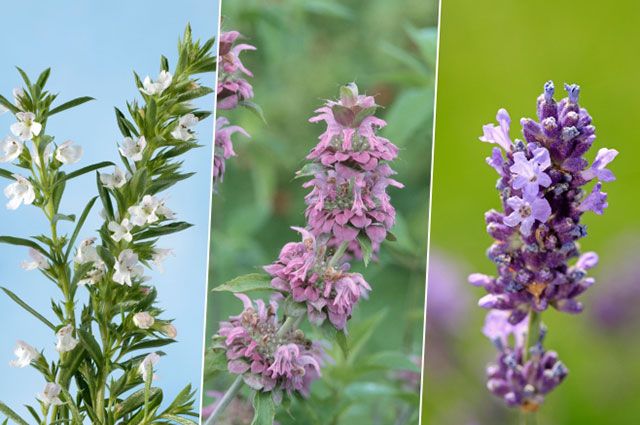 От чабера до лаванды. Какие новые сорта пряных трав появились в этом сезоне