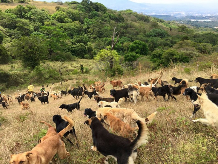 Земля собак. Приют «Страна бродячих собак» («territorio de Zaguates») в Коста-Рике. Коста Рика земля бродячих собак. Собачий рай в Коста Рике. Собачий приют Коста Рика.