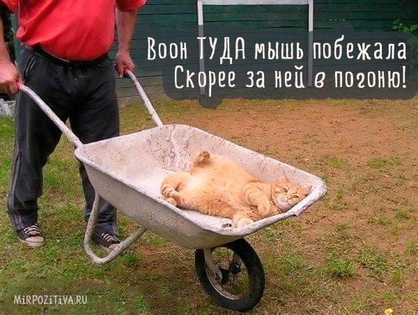 Подборка смешных картинок для хорошего настроения Подборка смешных картинок для хорошего настроения