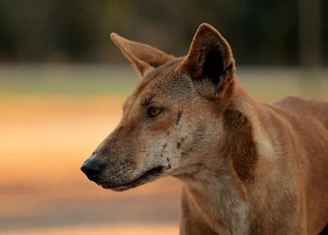 собака динго