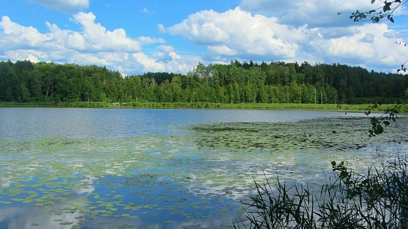 10 смертельных опасностей, подстерегающих в наших лесах в лесу, опасность, человека, можно, нужно, только, грибы, в лес, представляют, лучше, опасностей, являются, могут, которые, не только, может, поэтому, человеку, заболевания, жертв