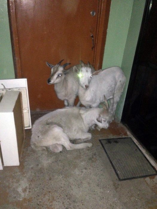 О сложных взаимоотношениях с соседями смешные картинки,фото-приколы,юмор