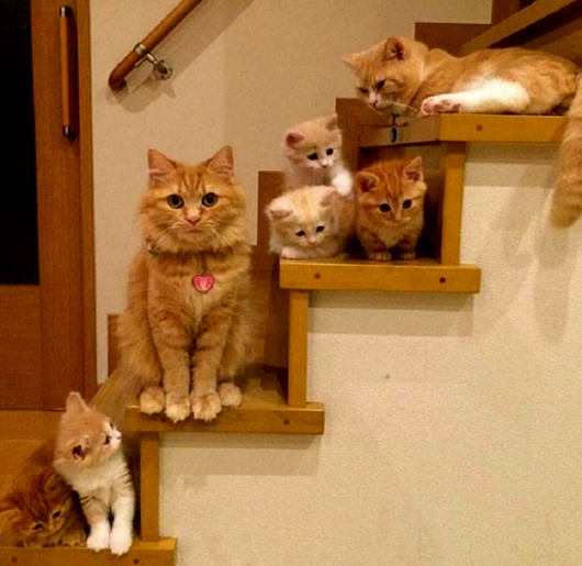 Мамаши ... и папаши животные,позитив