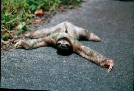 25 самых необычных животных в мире (25 фото)