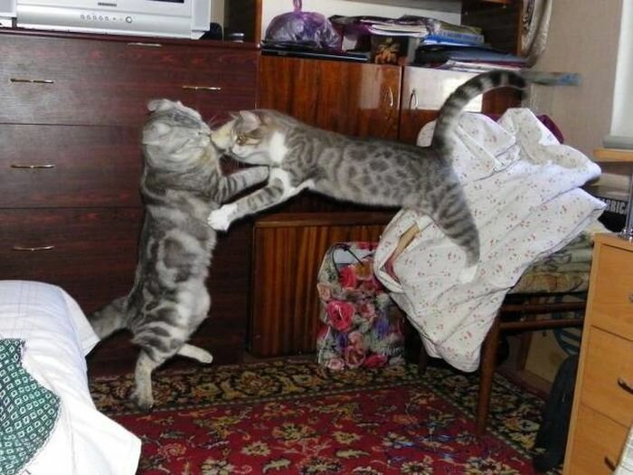 Как кошка с кошкой коты, подборка, разборка