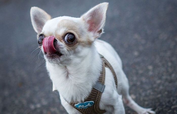 Чихуахуа: кто и зачем вывел странную и «бесполезную» породу собак