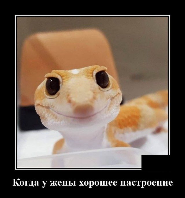 Смешные картинки в чёрной рамке для хорошего настроения!