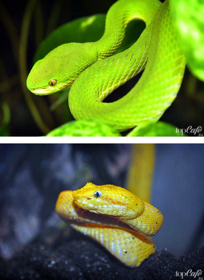 Самые красивые змеи: Шершавая древесная гадюка. СС0