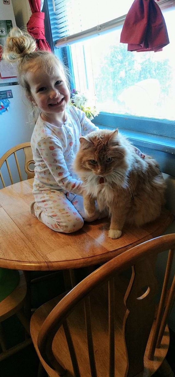 кот застрял в дыре девочка с котом