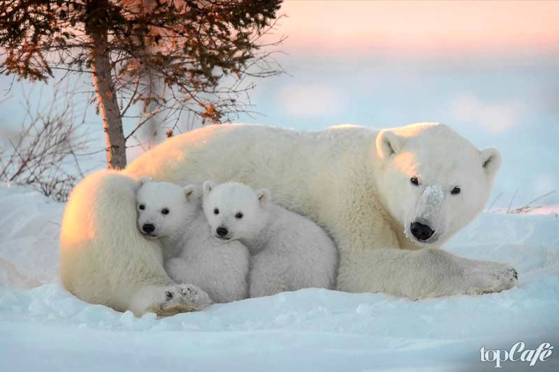 красивые фото медведей: Белый медведь