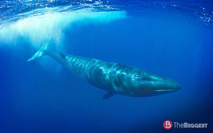 Самые большие киты: Сейвал