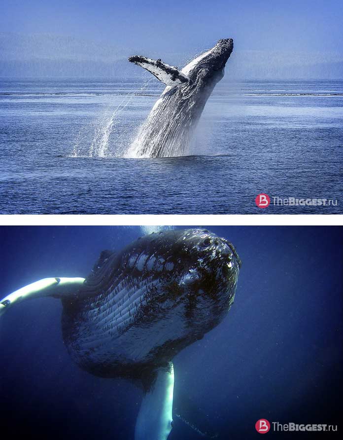 Самые большие киты: Горбатый кит. CC0