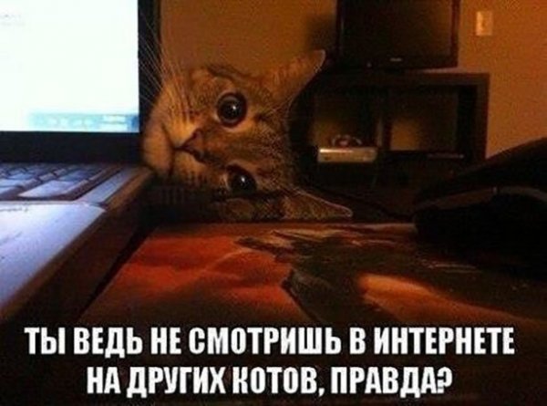 Коты и компьютеры 