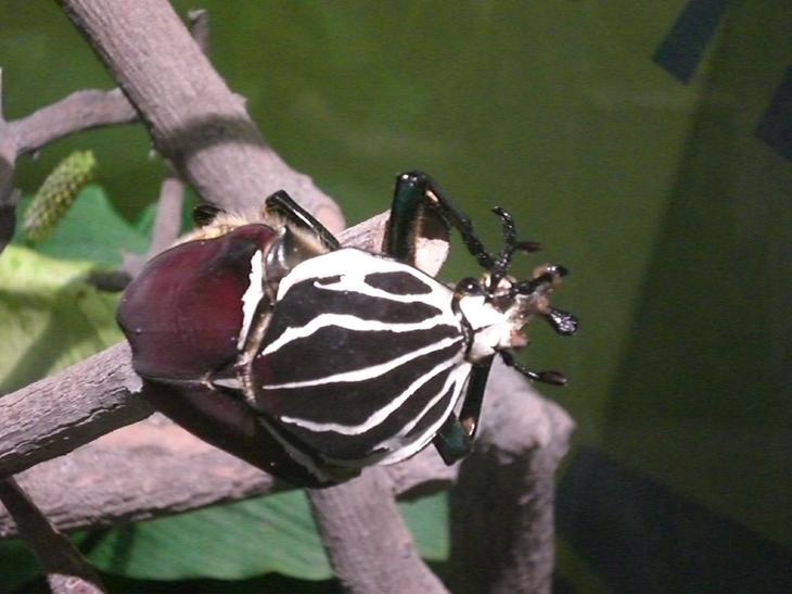 8 необычайно огромных насекомых планеты животный мир,насекомые