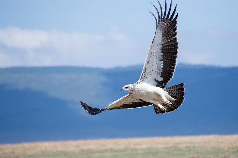 Молодой боевой орел в полете. Фото Alex Berger (flickr.com)