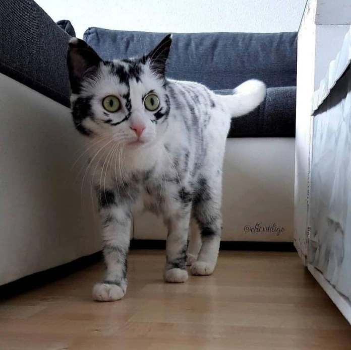 Без кота и жизнь не та