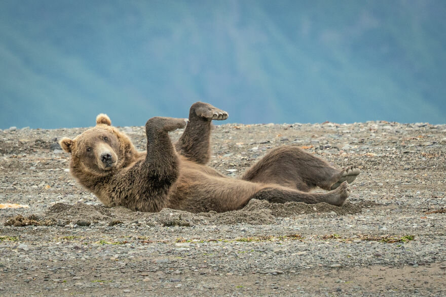 Джанет Майлз / Comedy Wildlife Photo Awards 2020