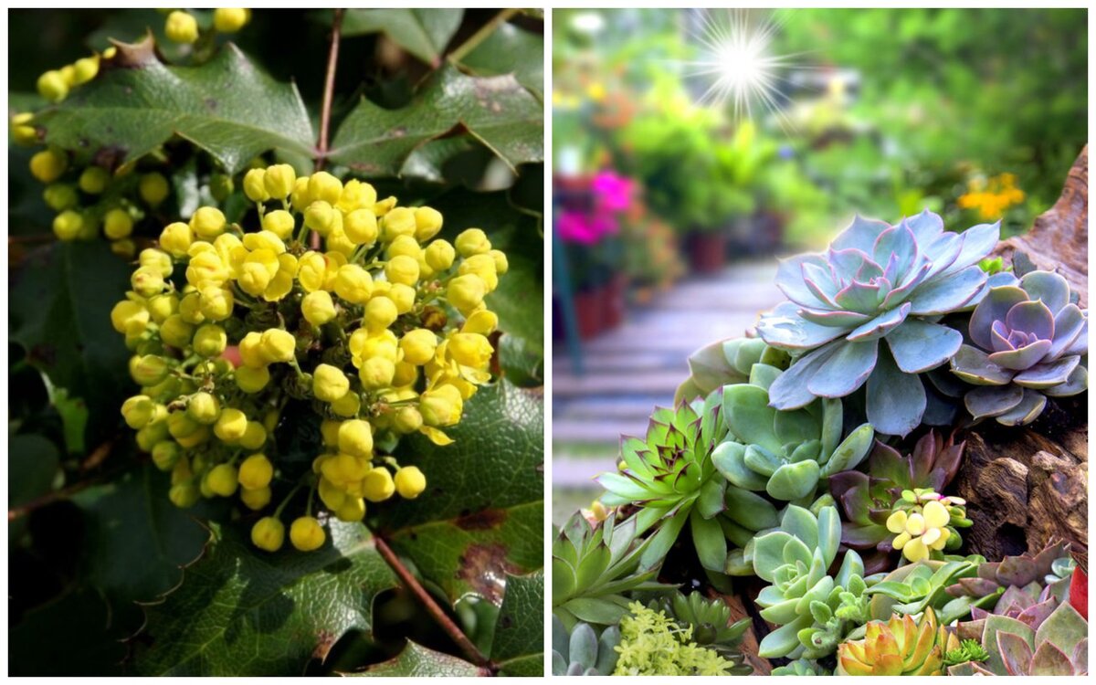 10 холодостойких растений для террасы или открытого балкона