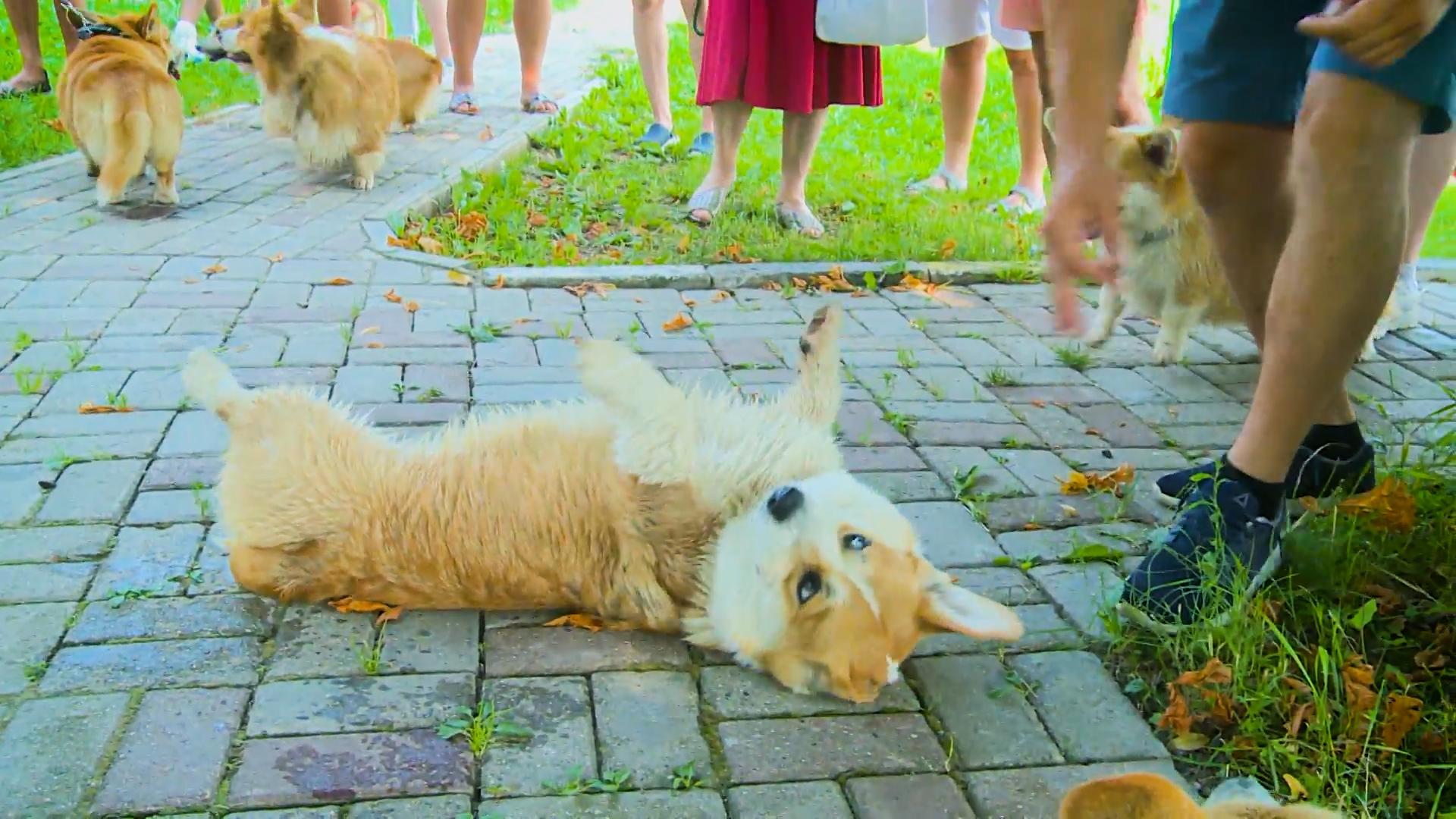 Парад корги-спасателей прошел в Подмосковье