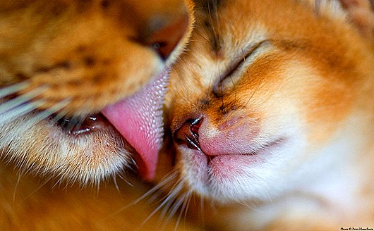 Мамаши ... и папаши животные,позитив