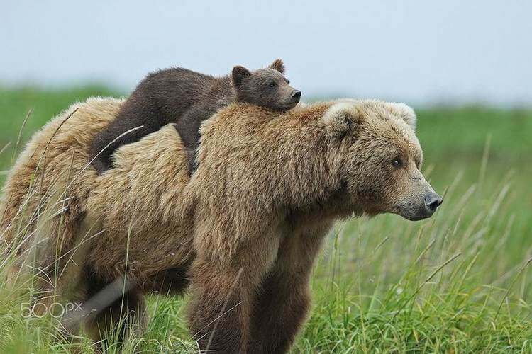 Медведицы со своими детёнышами просто умиляют картинки,супер