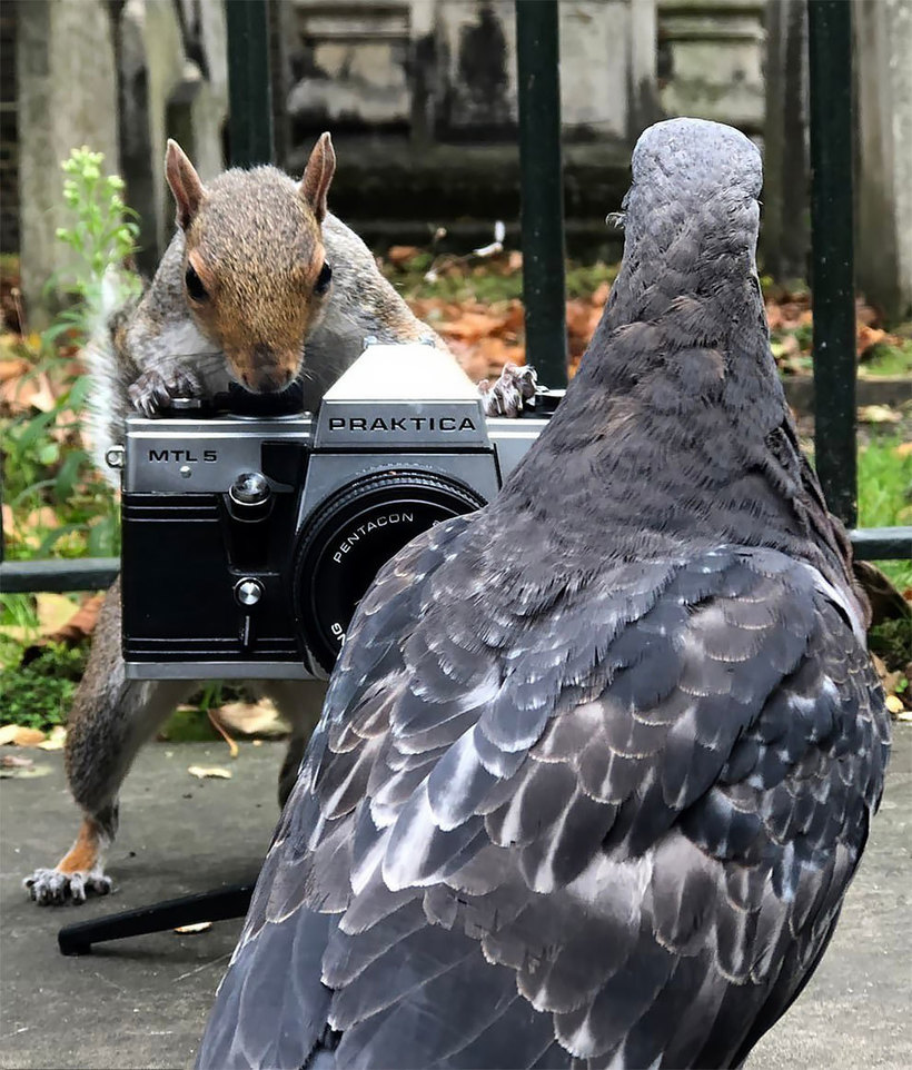 Белка снимает, голубь позирует: в лондонском парке прошла забавная фотосессия