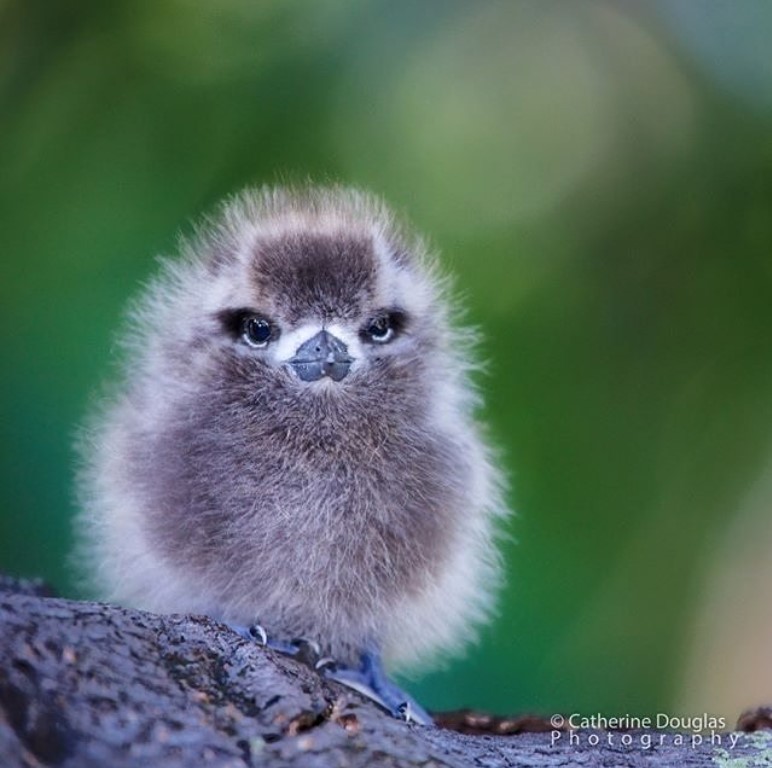 Детеныш коалы на дереве