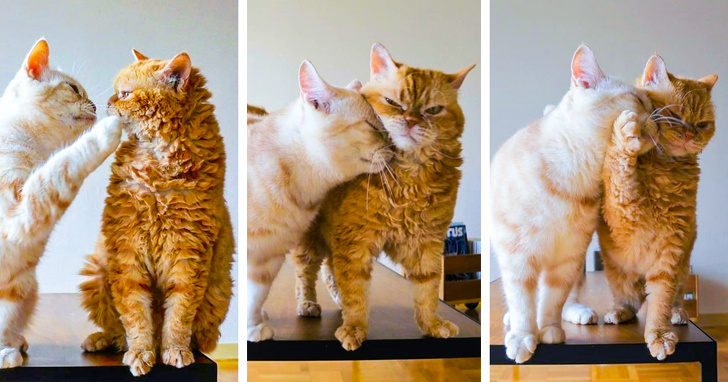 14 фотографий, которые могут заставить вас забыть о повседневных проблемах 14 фотографий, которые могут заставить вас забыть о повседневных проблемах позитив