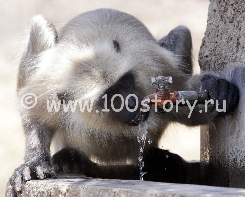 Обезьяньи разборки