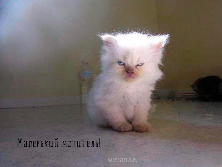 котенок не выспался котенок не выспался