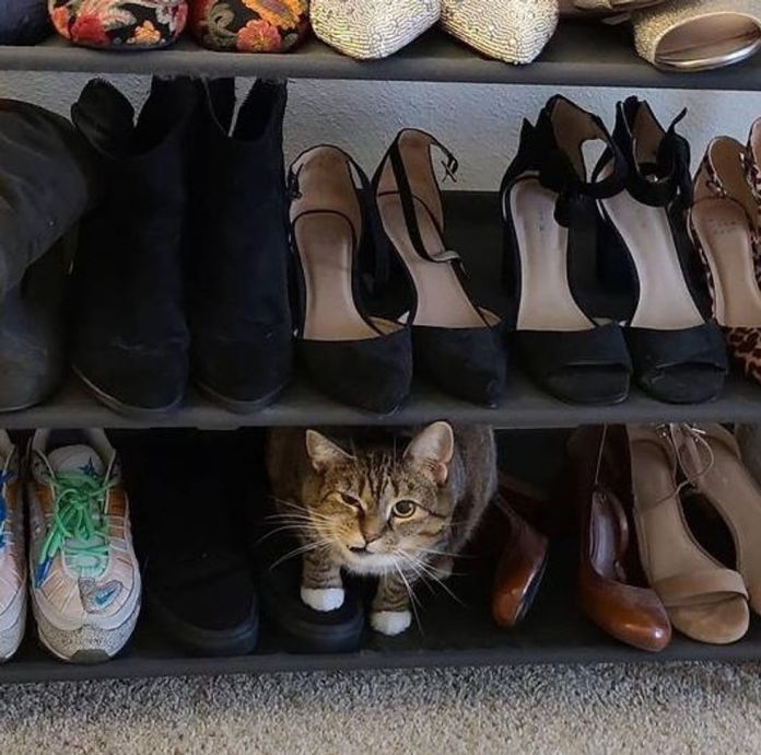 Без кота и жизнь не та