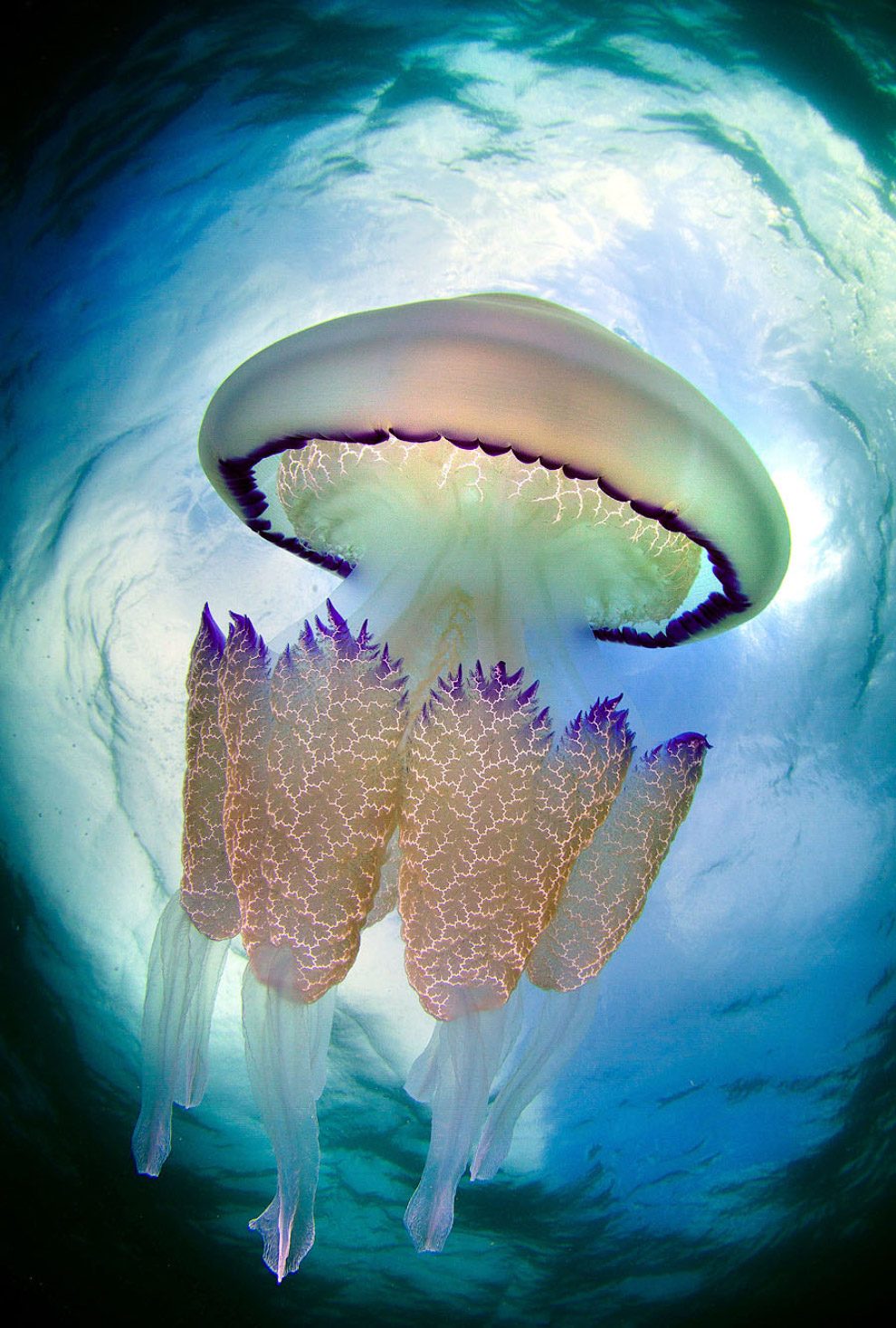 Медузы в объективе испанского фотографае
