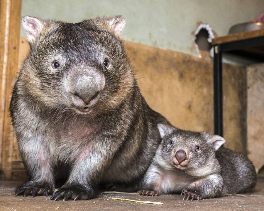 Вомбат с детенышем