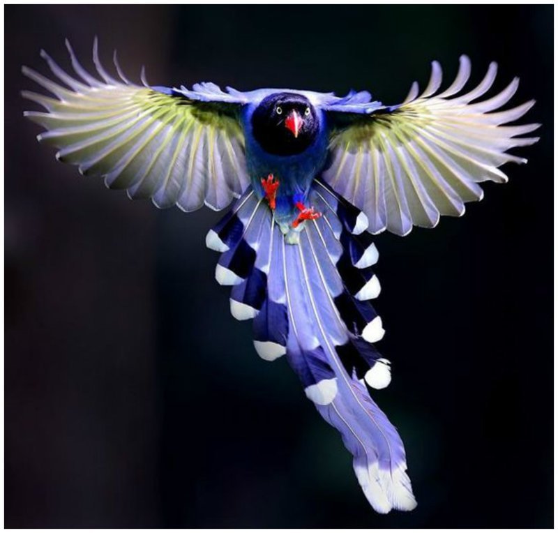 Тайваньская голубая сорока великолепие, животные, интересное, красота, полет, птицы, факты