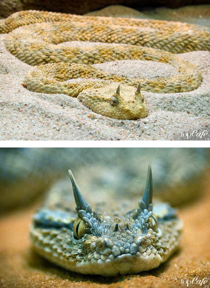 Самые красивые змеи: Рогатая гадюка. СС0