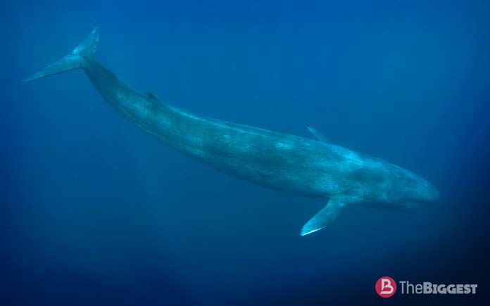 Синий кит - самый большой кит в мире