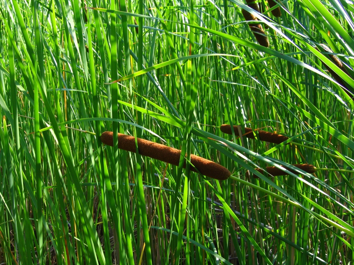 Рогоз узколистный (Typha angustifolia l.)