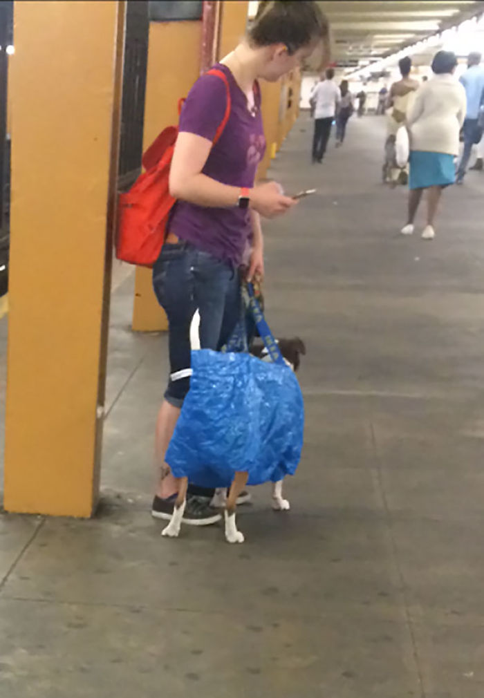 That's One Way To Get Around The 'Dog In Carrier' Subway Rule