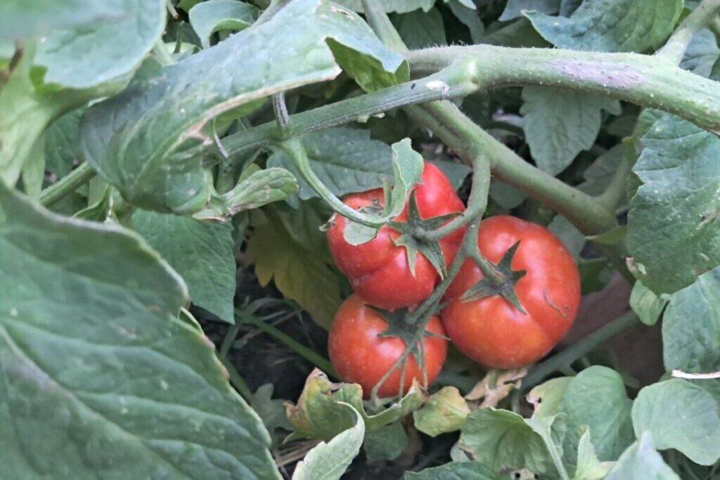 Росиянка вырастила помидор весом 800 граммов