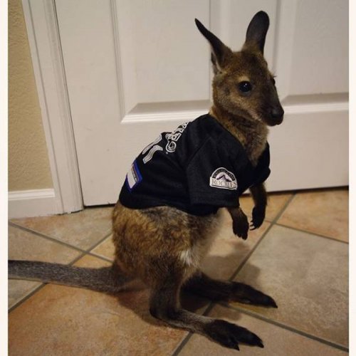 Не все в качестве домашних питомцев держат кошек и собак