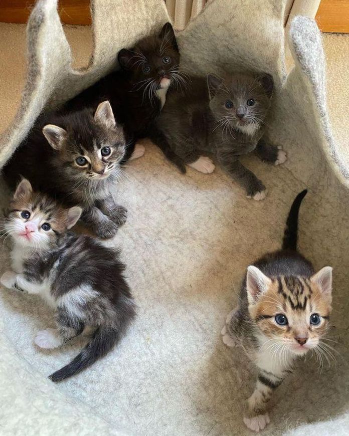 Без кота и жизнь не та