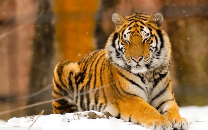 Уссурийский тигр – северный красавец