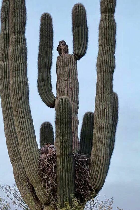 25 фото кактуса, за который вас посадят на 25 лет 25 фото кактуса, за который вас посадят на 25 лет интересное