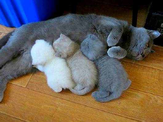 Мамаши ... и папаши животные,позитив