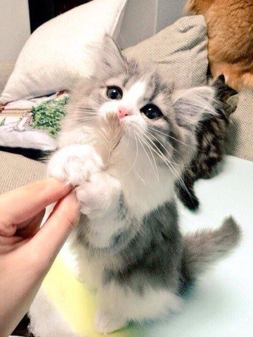 Позитивные кошечки и котики из нашей жизни