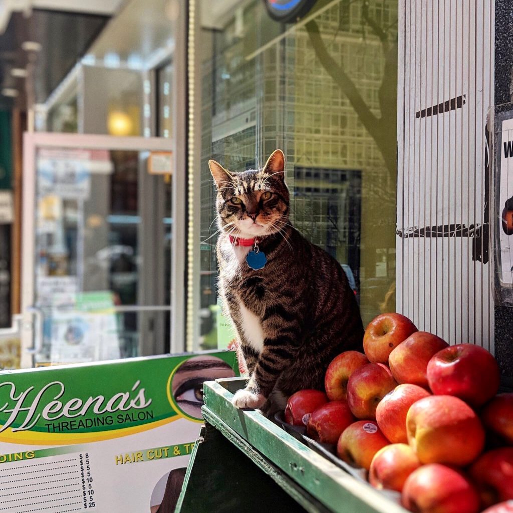 Охотники за мышами и генераторы уюта: магазинные коты bodega, важной, держать, котов, магазинах, известно, остается, магазинный, Поэтому, сумму, примерно, причем, штрафуют, также, мышей, «содержание», причин, умирает, практика, штрафа