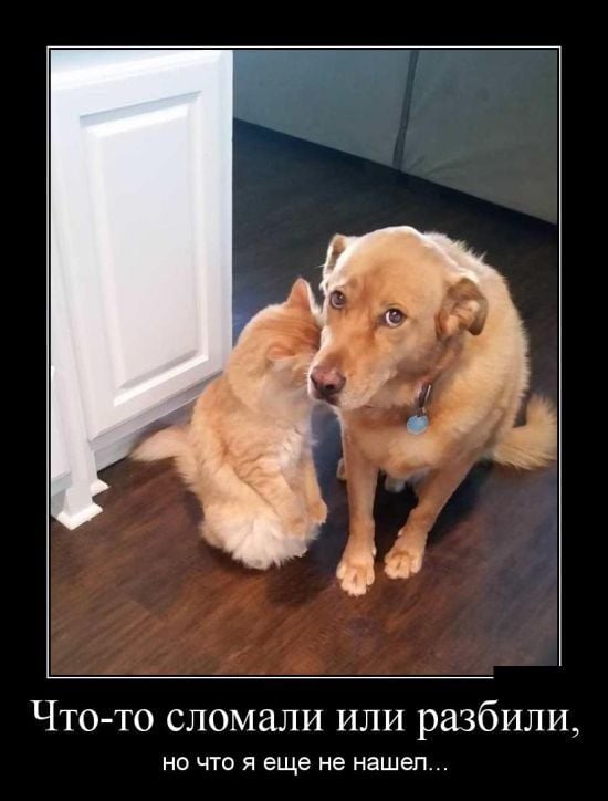 Юмор из интернета 608 позитив,смех,улыбки,юмор