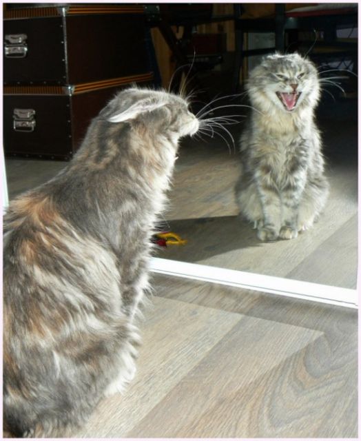 Cat and mirror