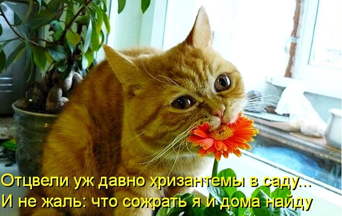 Доброго утра, цветы с надписями смешные картинки